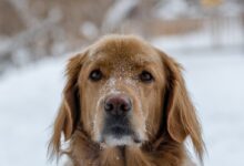 short-coated brown dog outside