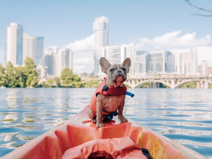 brown short coated dog on orange kayak