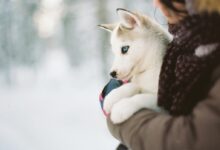 person carrying puppy