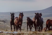herd of horses on green grass field during daytime