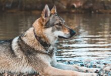 close-up photography of dog sitting beside calm water