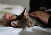 brown tabby cat lying on white textile