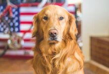 selective focus photography of golden Labrador retriever