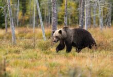 black bear near trees