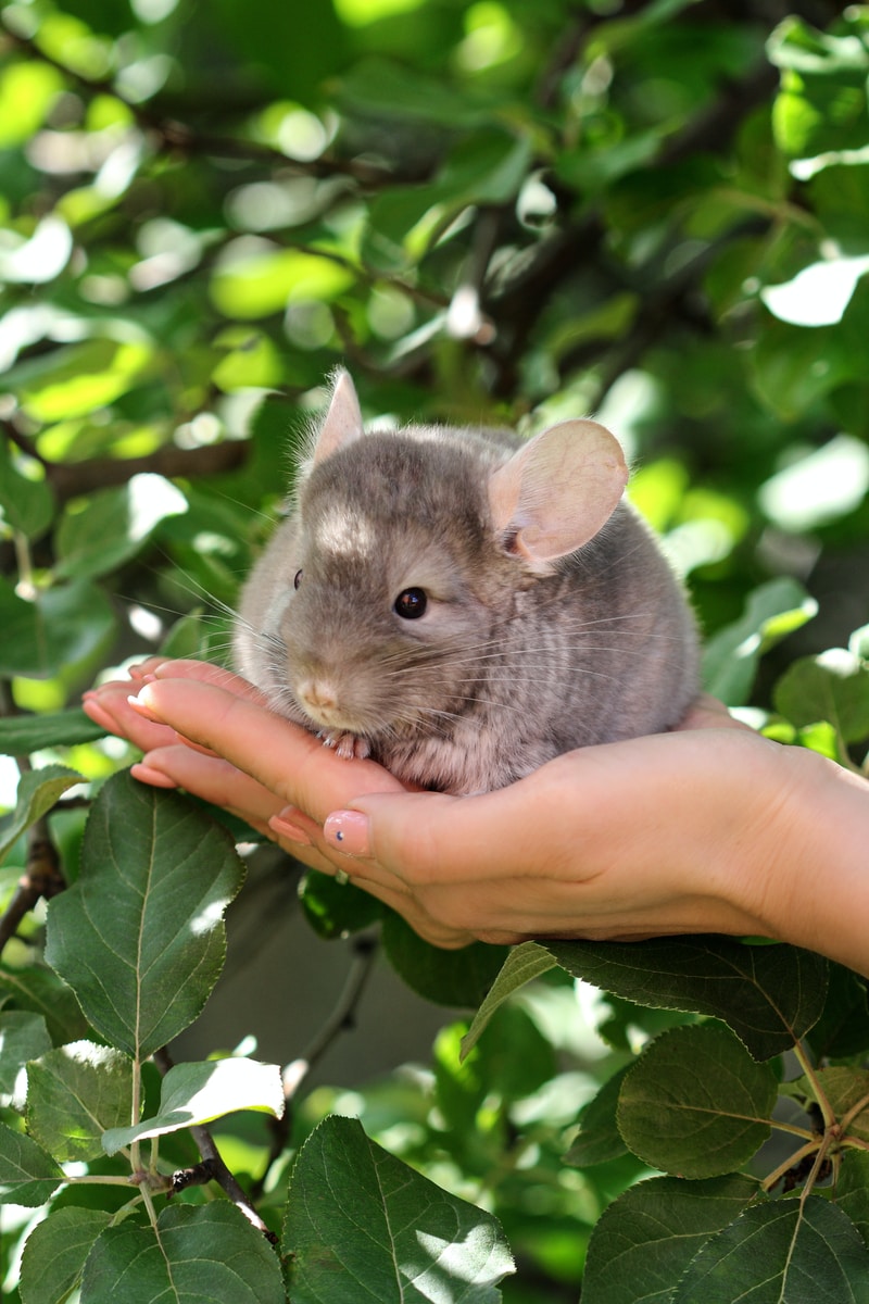 gray rabbit on persons hand