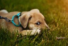 shallow focus photography of puppy lying on green grass