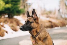 German shepherd near river and trees