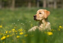 reclining adult yellow Labrador retriever