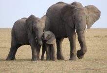 three gray elephants on green grass field during daytime