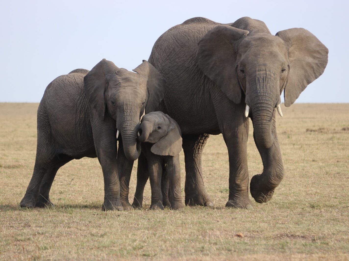 three gray elephants on green grass field during daytime