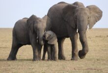 three gray elephants on green grass field during daytime