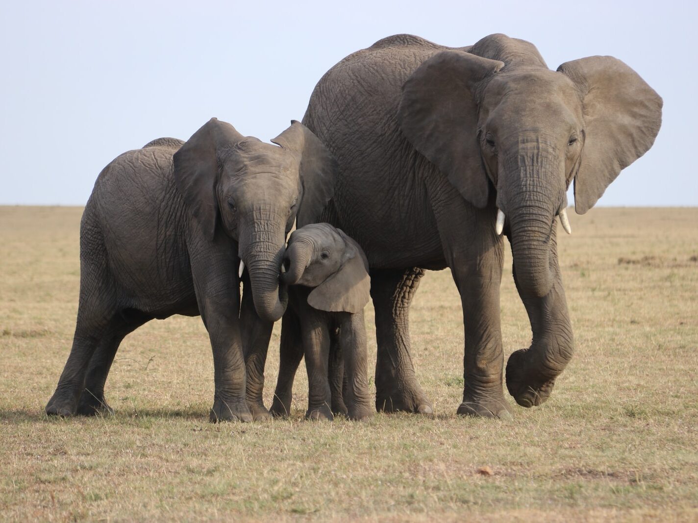 three gray elephants on green grass field during daytime