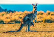 kangaroo with joey on grass field during day