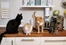 orange tabby cat on white wooden cabinet