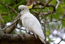 white and yellow bird on brown tree branch