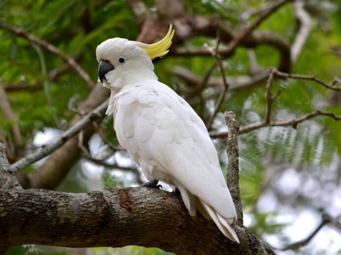 white and yellow bird on brown tree branch