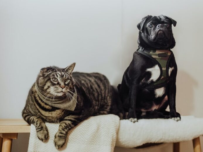 black pug on white textile