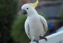 white bird on black metal bar