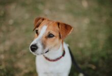 white and brown short coated dog
