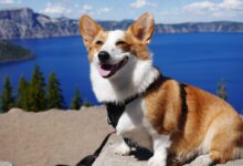 white and brown corgi on gray sand during daytime