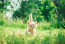 orange tabby kitten in grasses