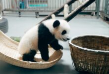 panda