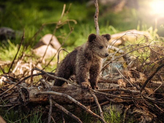 wildlife photography of brown bear cub