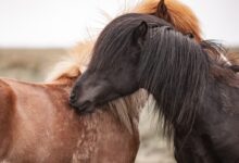 brown and black horses