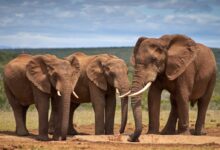 two brown elephants on brown sand during daytime