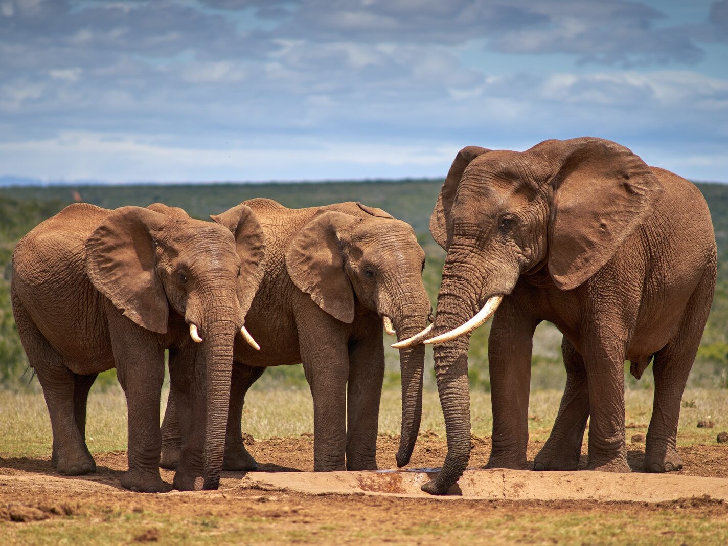 two brown elephants on brown sand during daytime