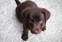 short-coated brown puppy on white floor