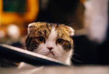 brown and white cat in shallow focus shot