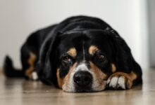 short-coated black and brown dog lying down on brown surface