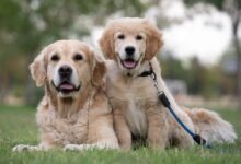 golden retriever puppy on green grass field during daytime