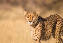 shallow focus photography of leopard