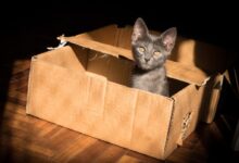 black cat in brown cardboard box
