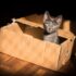 black cat in brown cardboard box