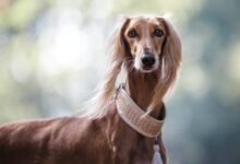 short-coated brown dog
