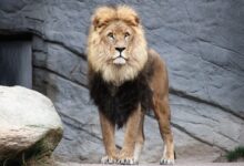 brown lion