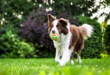 brown and white dog on grass