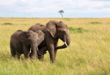 brown elephant on green grass field during daytime