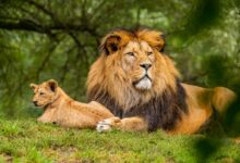 brown lion on green grass field