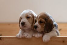 white and brown short coated puppy lying on brown wooden floor