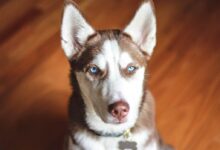 adult brown and white Siberian husky