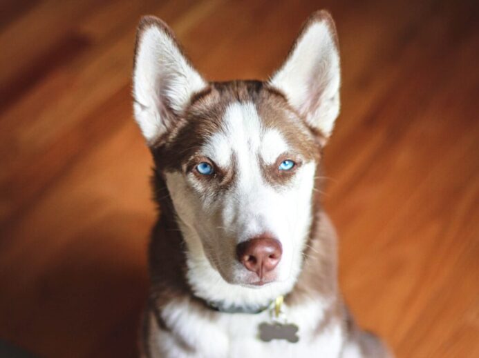 adult brown and white Siberian husky