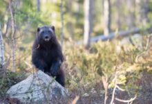 selective focus photography of black 4-legged animal in forest