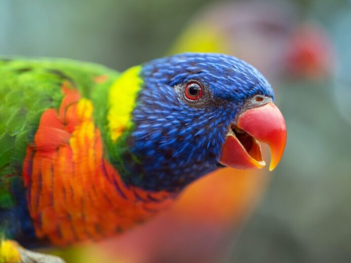 blue orange green bird