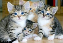 white and brown tabby kittens