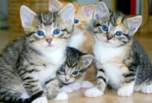 white and brown tabby kittens