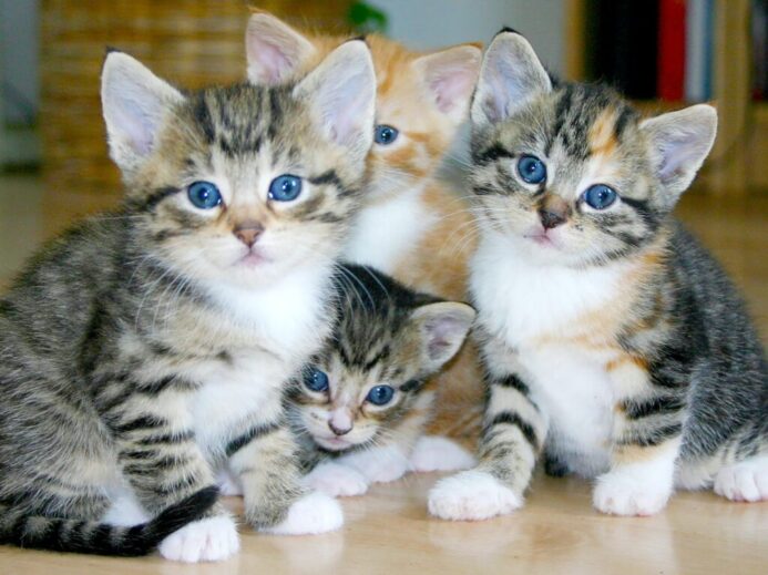 white and brown tabby kittens